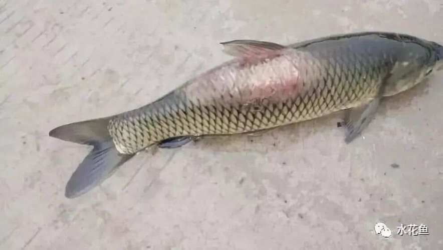 能給出更多預(yù)防魚體表潰爛的措施嗎，預(yù)防魚體表潰爛 能給出更多預(yù)防魚體表潰爛的措施嗎，預(yù)防魚體表潰爛 龍魚百科 第3張