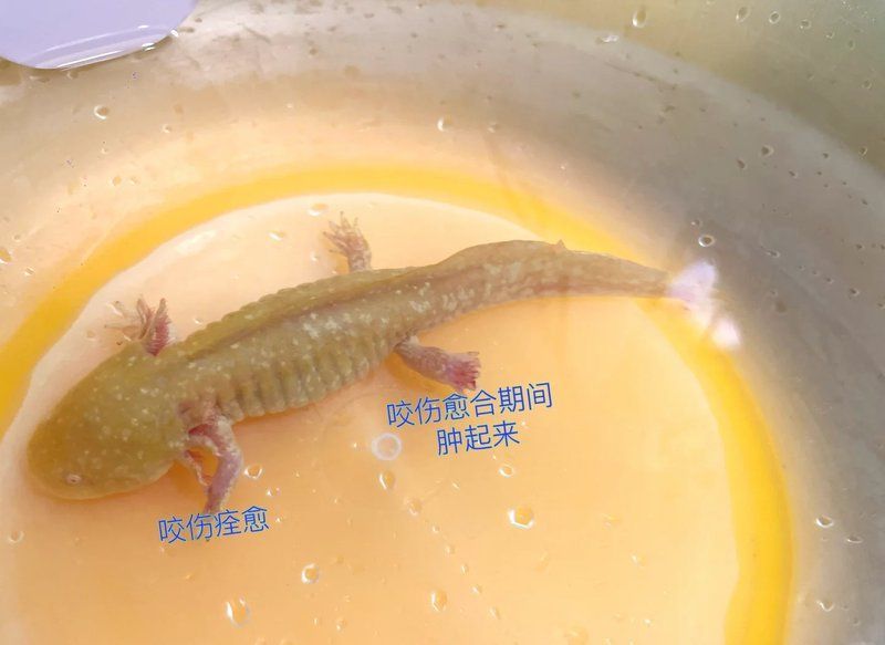 六角恐龍魚咬人后如何處理傷口，六角恐龍魚咬人后，首先應立即用流動的<strong><mark>清水</mark></strong>沖洗傷口