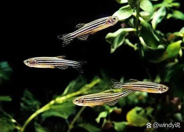 如何區(qū)分斑馬鴨嘴魚(yú)的雌雄？，斑馬魚(yú)怎么分公母 如何區(qū)分斑馬鴨嘴魚(yú)的雌雄？，斑馬魚(yú)怎么分公母 龍魚(yú)百科 第2張