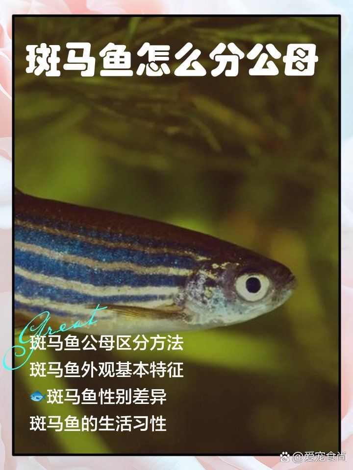 如何區(qū)分斑馬鴨嘴魚(yú)的雌雄？，斑馬魚(yú)怎么分公母 如何區(qū)分斑馬鴨嘴魚(yú)的雌雄？，斑馬魚(yú)怎么分公母 龍魚(yú)百科 第1張