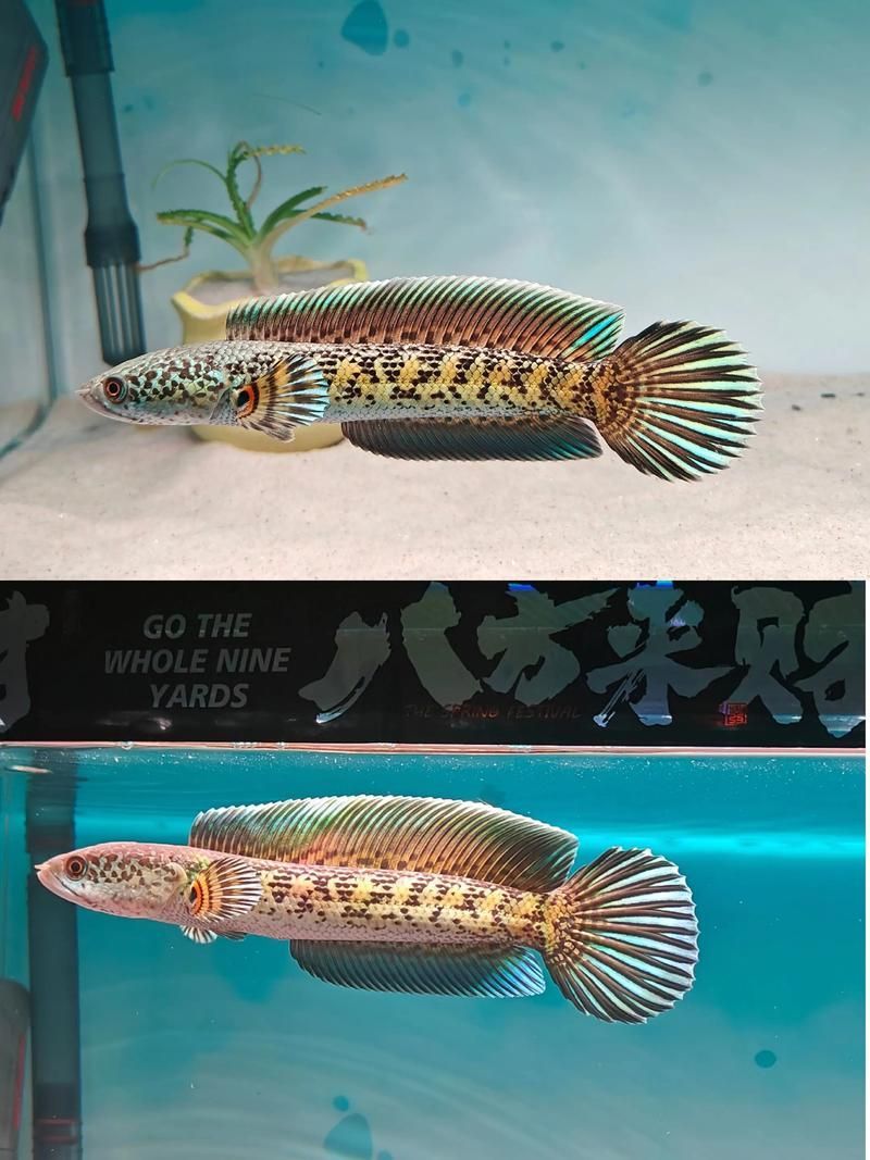 如何辨別眼鏡蛇雷龍魚的品相？，如何挑選一條極品黃金眼鏡蛇雷龍魚 如何辨別眼鏡蛇雷龍魚的品相？，如何挑選一條極品黃金眼鏡蛇雷龍魚 龍魚百科 第3張
