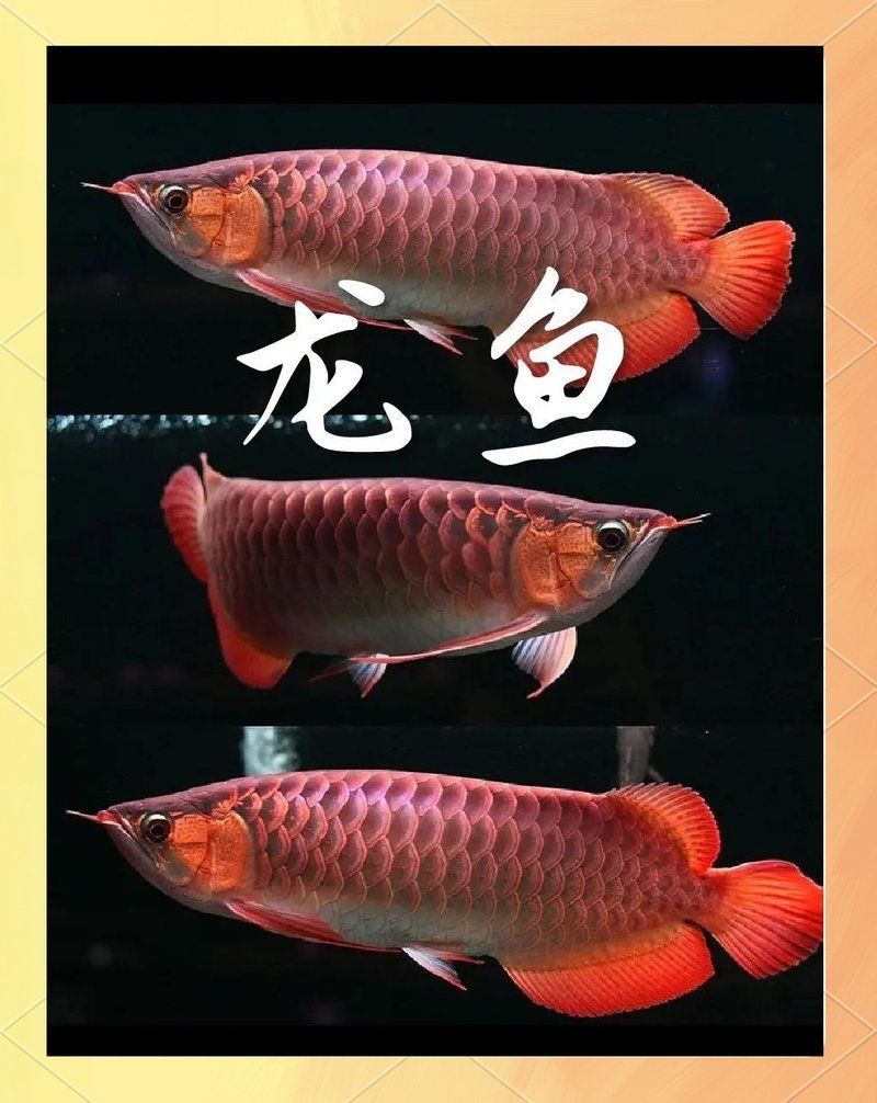 龍魚有哪些品種適合食用？，龍魚品種大揭秘 龍魚有哪些品種適合食用？，龍魚品種大揭秘 龍魚百科 第2張