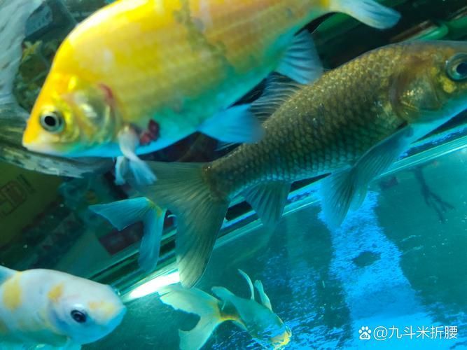 能否提供更多關(guān)于魚鰭充血的圖片，如何判斷魚鰭充血？