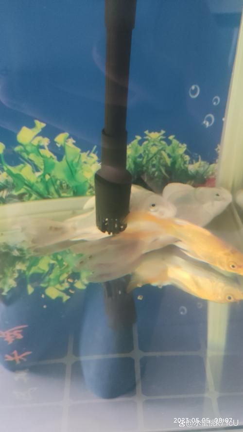 能否提供更多關(guān)于魚鰭充血的圖片，如何判斷魚鰭充血？