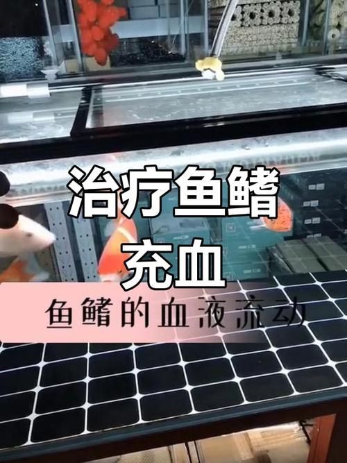 能否提供更多關(guān)于魚鰭充血的圖片，如何判斷魚鰭充血？