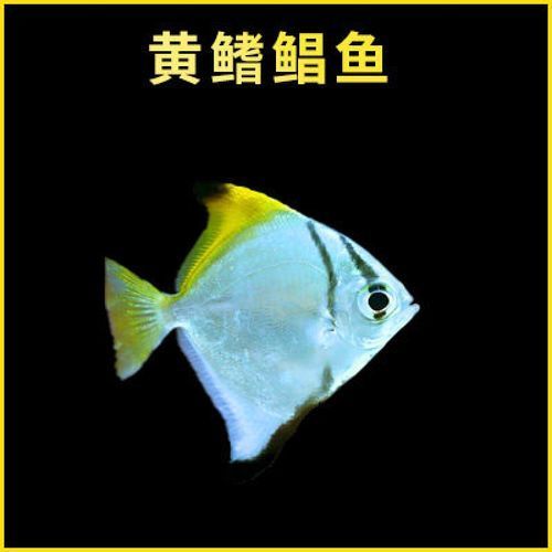 如何區分黃鰭鯧魚和其他魚類？，如何區分黃鰭鯧魚