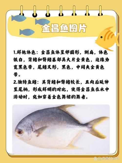 如何區分黃鰭鯧魚和其他魚類？，如何區分黃鰭鯧魚