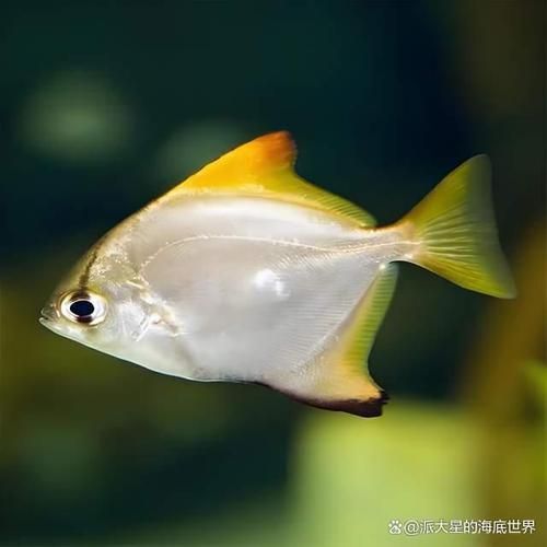 如何區分黃鰭鯧魚和其他魚類？，如何區分黃鰭鯧魚
