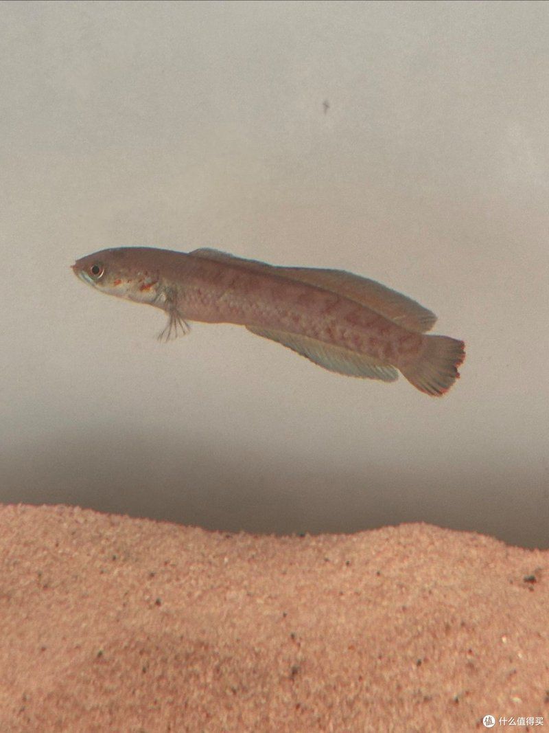 雷龍魚的價格受哪些因素影響，雷龍魚的價格受多種因素影響 雷龍魚的價格受哪些因素影響，雷龍魚的價格受多種因素影響 龍魚百科 第2張