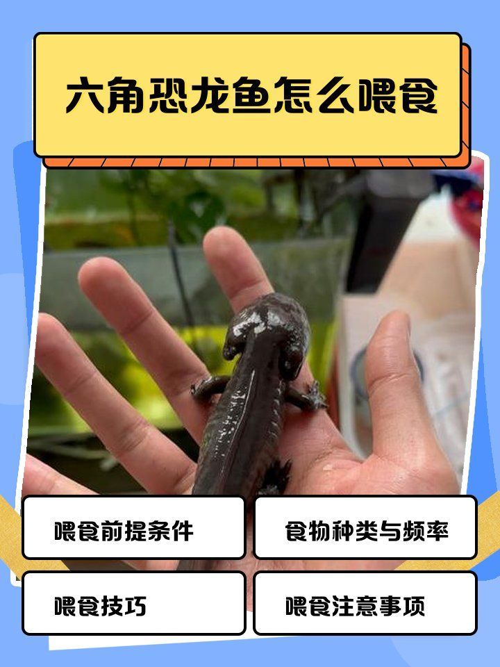 六角龍多久喂一次合適，六角恐龍喂食指南寵物喂養(yǎng)秘籍