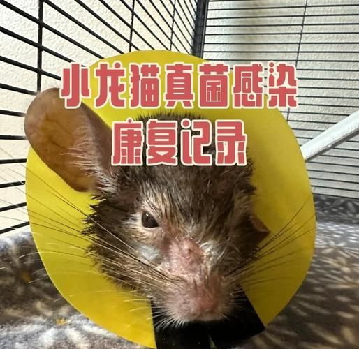 龍貓細菌感染有哪些癥狀,關于龍貓細菌感染的專業醫學問題 龍魚百科 第3張 龍貓細菌感染有哪些癥狀,關于龍貓細菌感染的專業醫學問題 龍貓細菌感染有哪些癥狀,關于龍貓細菌感染的專業醫學問題 龍魚百科 第3張