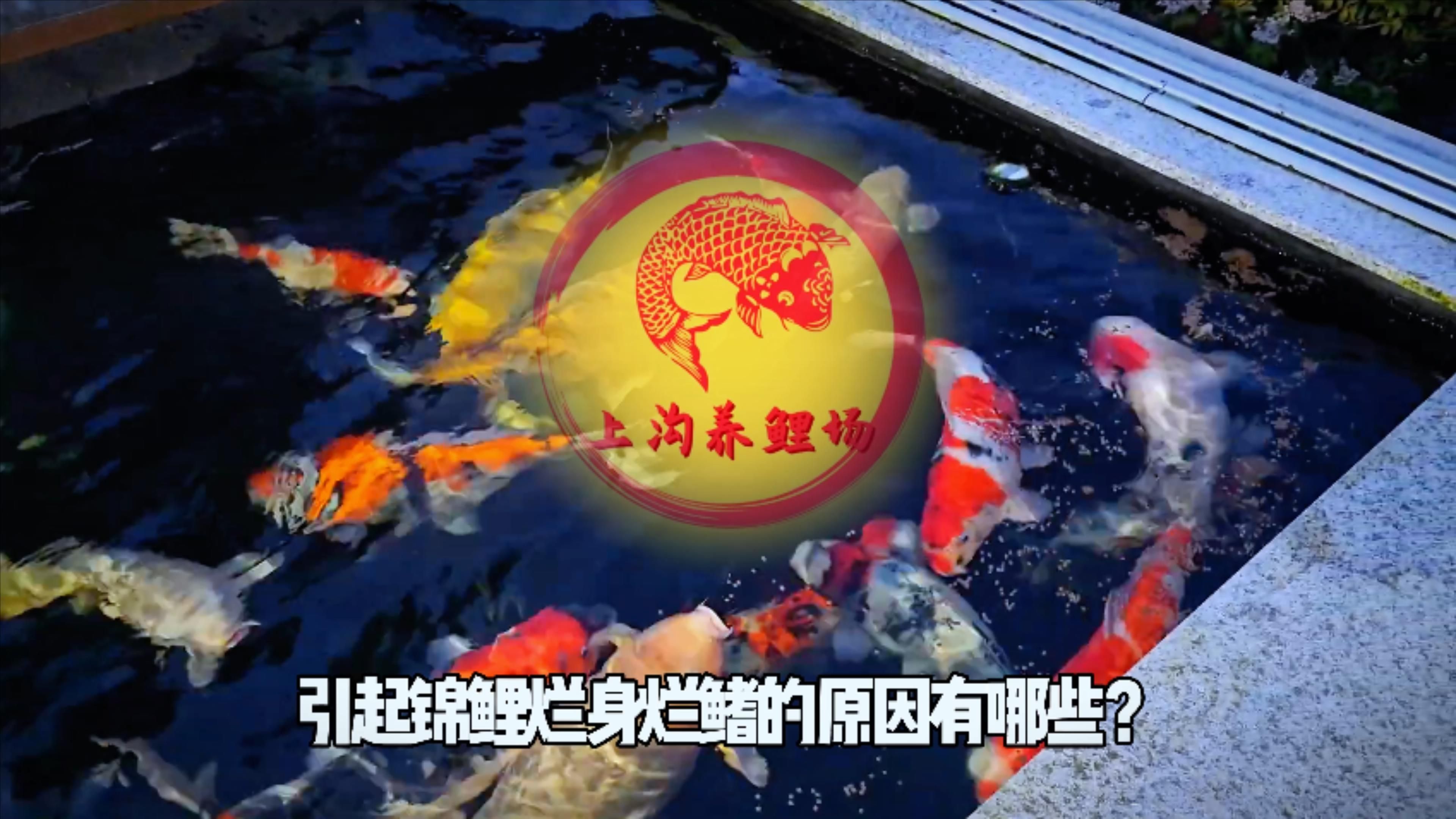 如何預(yù)防魚身上潰爛的發(fā)生，如何預(yù)防錦鯉爛身爛鰭