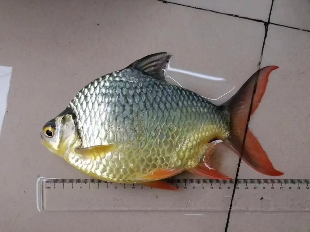 泰國雪鯽魚有哪些品種？，泰國雪鯽魚市場價格是多少泰國雪鯽魚市場價格是多少