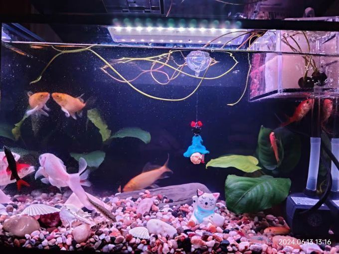 如何判斷一個龍魚缸的品牌是否正規(guī)？，一個龍魚缸品牌是否正規(guī) 如何判斷一個龍魚缸的品牌是否正規(guī)？，一個龍魚缸品牌是否正規(guī) 龍魚百科 第10張