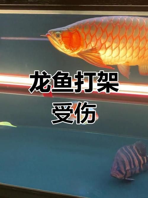 龍魚鰓蓋摔斷后能恢復嗎，龍魚鰓蓋摔斷后如何修復 龍魚鰓蓋摔斷后能恢復嗎，龍魚鰓蓋摔斷后如何修復 龍魚百科 第2張