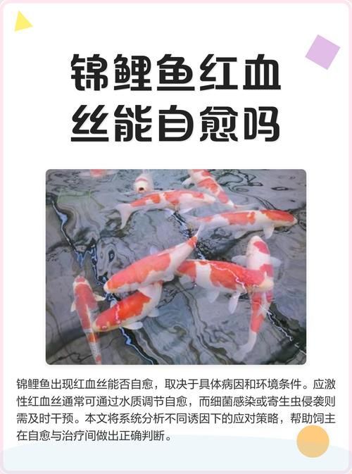 如何預防魚充血復發，如何預防魚充血復發（1000字+配圖）