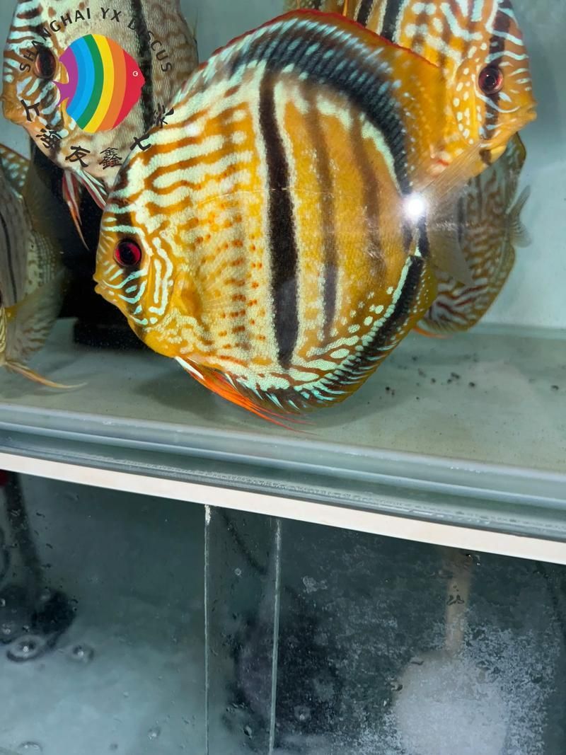 七彩神仙魚的價格是多少？，七彩神仙魚的選購避坑指南