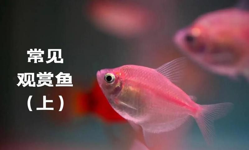 龍魚百科有哪些欄目？，龍魚百科之龍魚篇 龍魚百科有哪些欄目？，龍魚百科之龍魚篇 龍魚百科 第2張