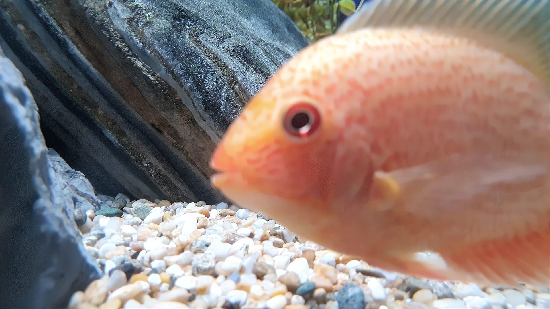 觀賞魚突眼多久能恢復，觀賞魚得了突眼病(怎么辦志科機電一招教你搞定