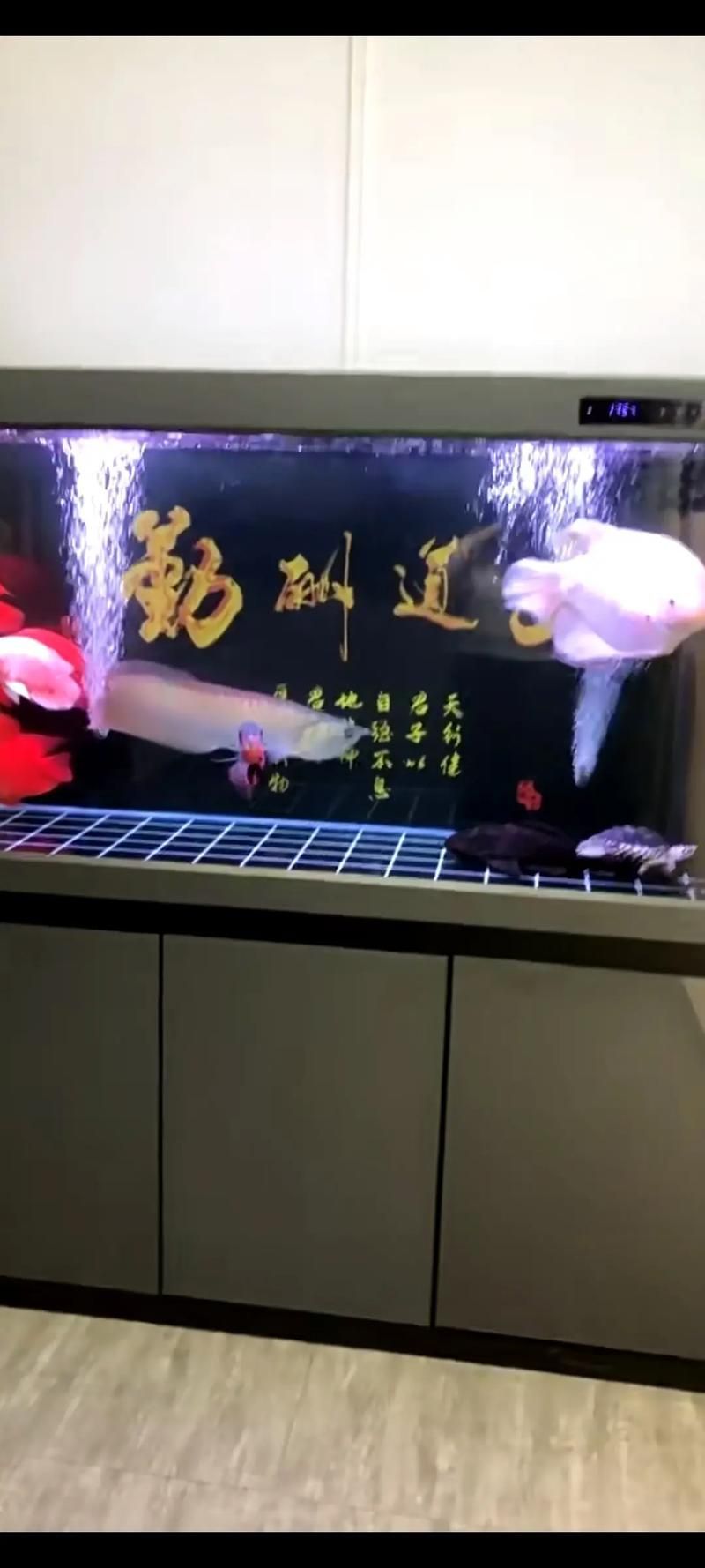 如何預防龍魚撞缸，富媒體組件查詢龍魚撞缸的科學成因與預防措施 如何預防龍魚撞缸，富媒體組件查詢龍魚撞缸的科學成因與預防措施 龍魚百科 第5張