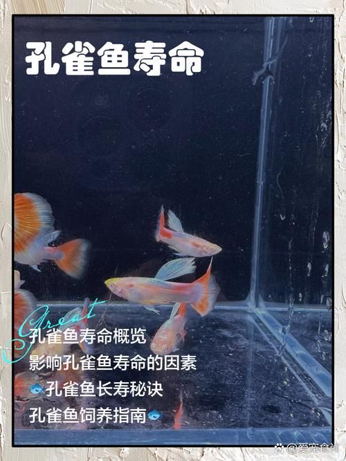 哪些觀賞魚不容易患潰爛病，關于觀賞魚抗潰爛病的建議