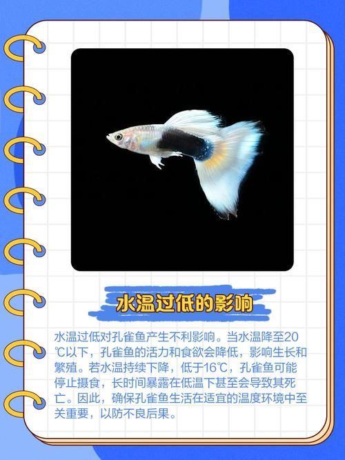 哪些觀賞魚不容易患潰爛病，關于觀賞魚抗潰爛病的建議