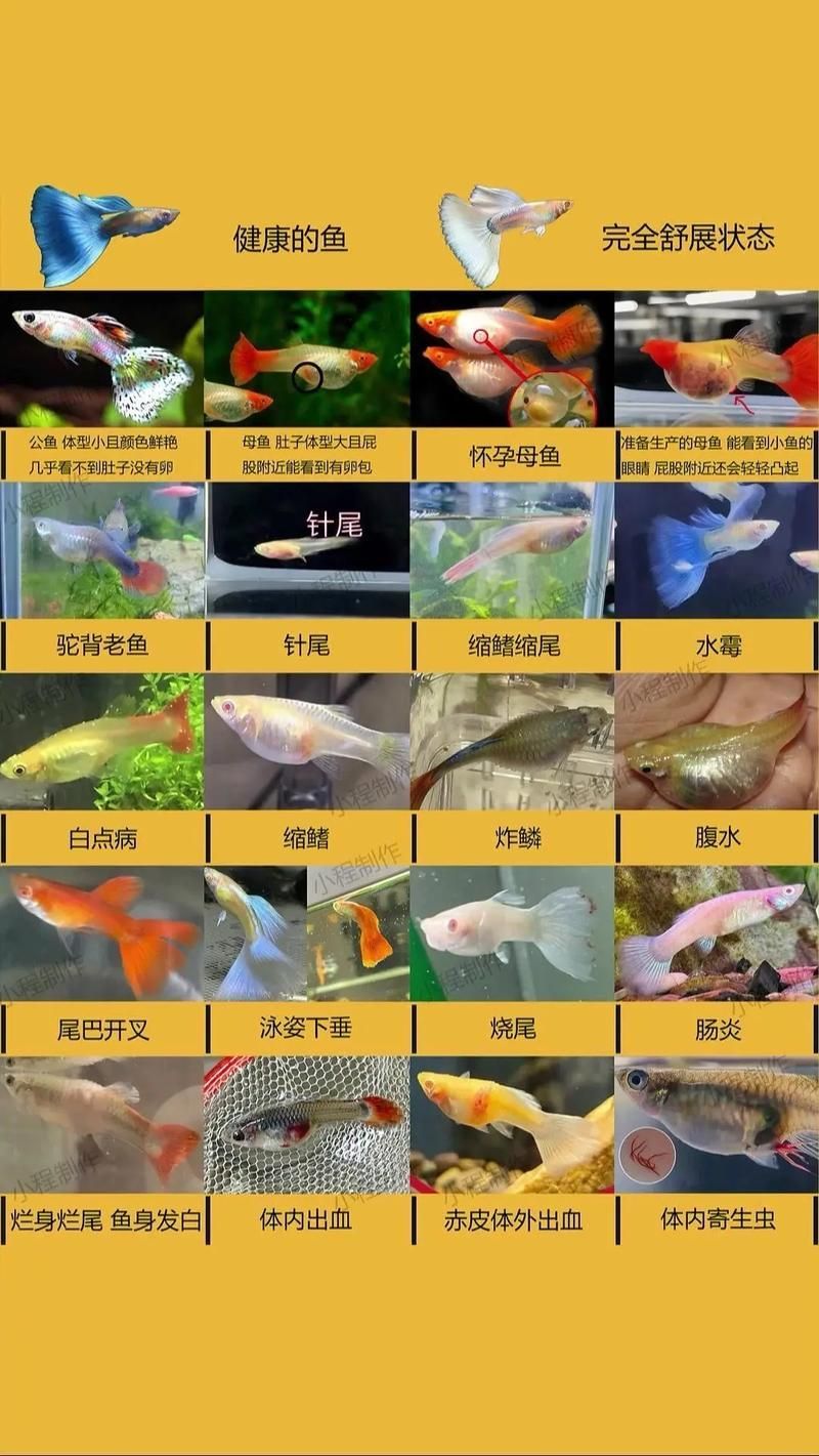 哪些觀賞魚不容易患潰爛病，關于觀賞魚抗潰爛病的建議