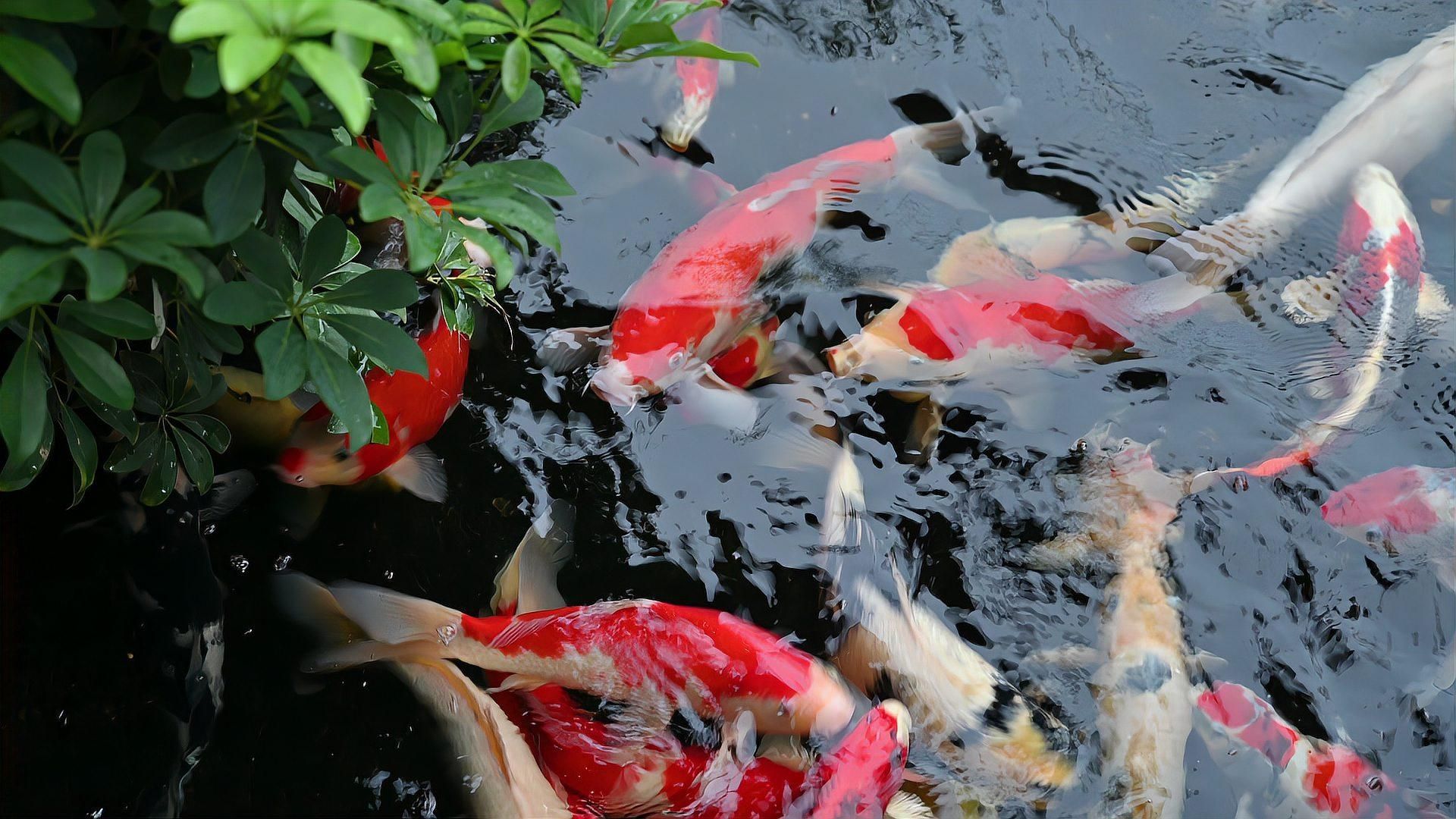 如何判斷魚類是否患有爛尾病，判斷魚類是否患有爛尾病的詳細方法和輔助識別手段 如何判斷魚類是否患有爛尾病，判斷魚類是否患有爛尾病的詳細方法和輔助識別手段 龍魚百科 第2張