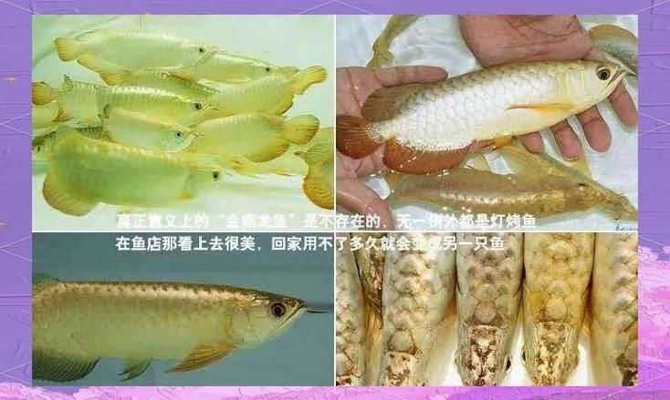 金頭過背金龍和紅龍哪個更珍貴,金頭過背金龍和紅龍哪個好? 龍魚百科 第21張 金頭過背金龍和紅龍哪個更珍貴,金頭過背金龍和紅龍哪個好? 金頭過背金龍和紅龍哪個更珍貴,金頭過背金龍和紅龍哪個好? 龍魚百科 第21張