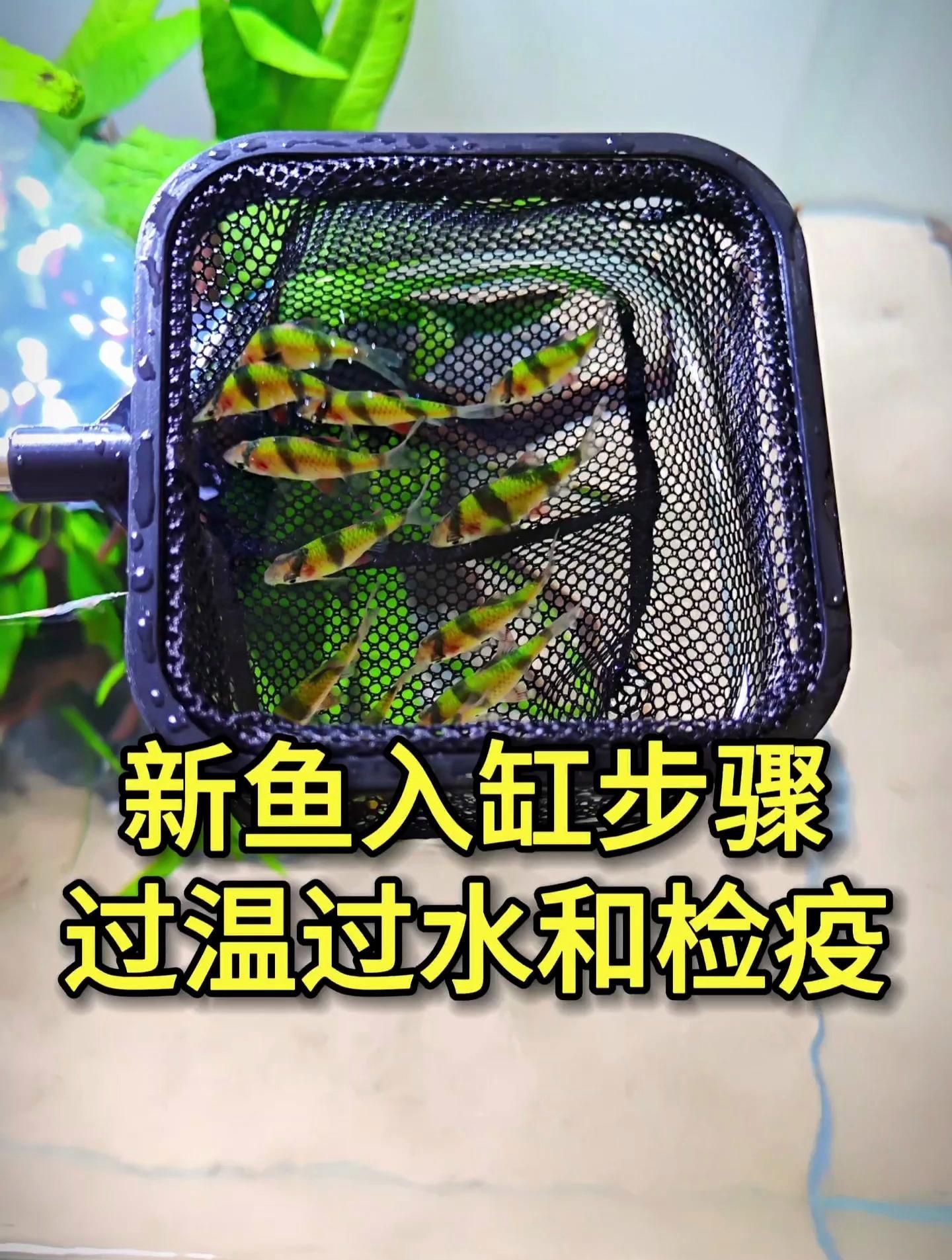 如何預(yù)防魚細(xì)菌感染