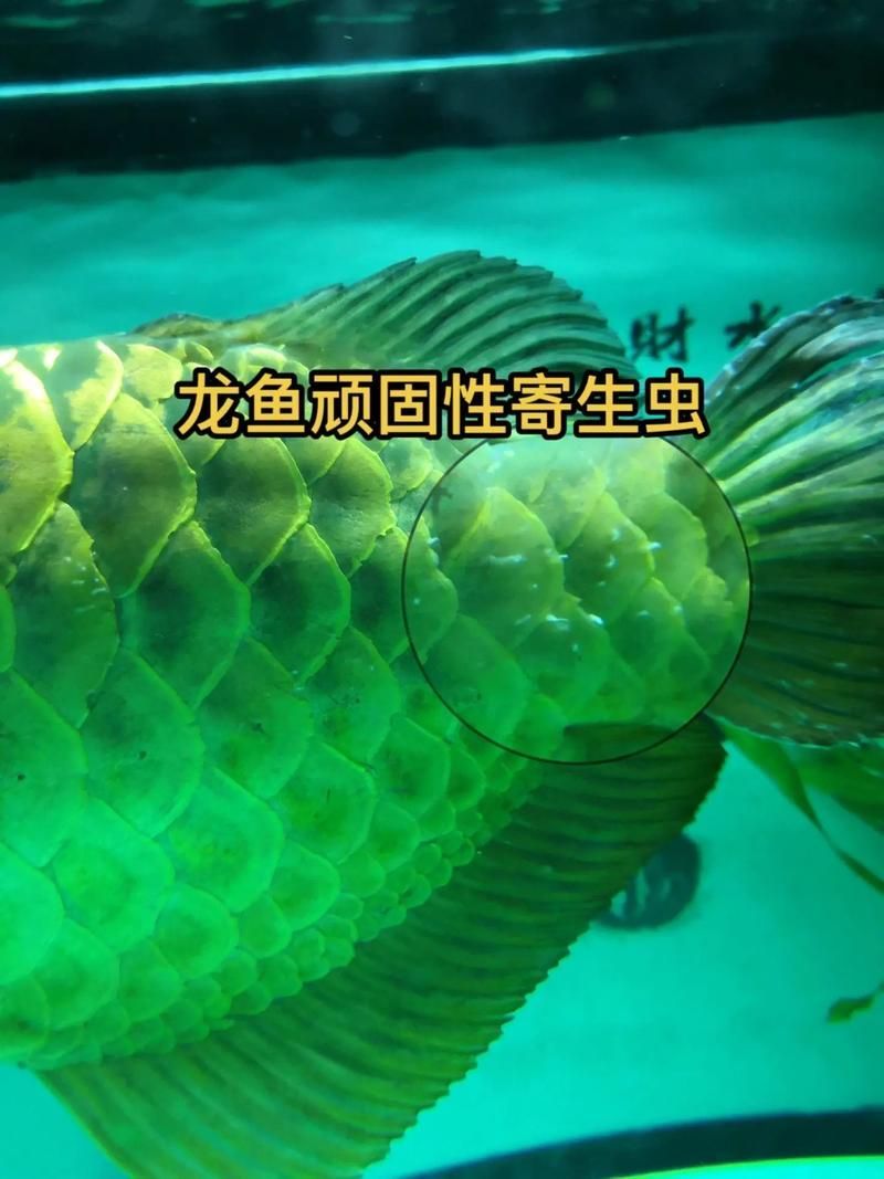 給我一些預防龍魚外寄生蟲的圖片，龍魚外寄生蟲及其預防措施