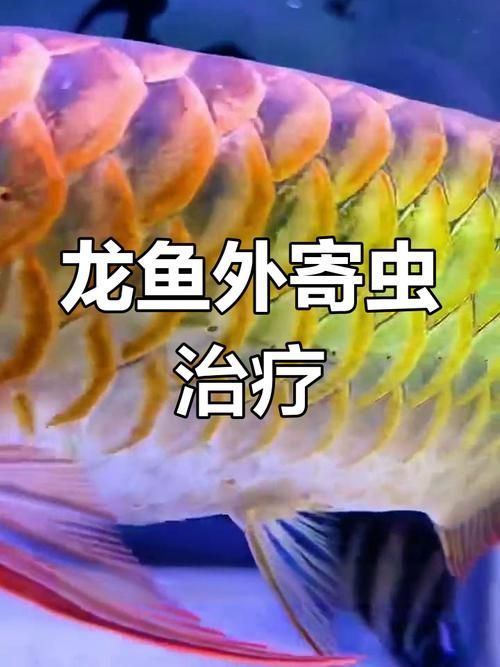 給我一些預防龍魚外寄生蟲的圖片，龍魚外寄生蟲及其預防措施