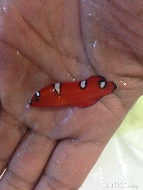 給我一些紅龍魚的幼魚照片，紅龍魚從孵化到成長的各個階段