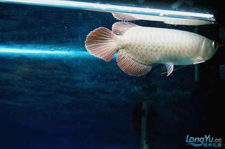 給我一些紅龍魚的幼魚照片,紅龍魚從孵化到成長的各個階段 龍魚百科 第2張 給我一些紅龍魚的幼魚照片,紅龍魚從孵化到成長的各個階段 給我一些紅龍魚的幼魚照片,紅龍魚從孵化到成長的各個階段 龍魚百科 第2張