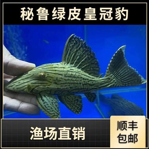 哥倫比亞和秘魯綠皮皇冠豹哪個更稀有？，哥倫比亞綠皮皇冠豹和秘魯綠皮皇冠豹的區別 哥倫比亞和秘魯綠皮皇冠豹哪個更稀有？，哥倫比亞綠皮皇冠豹和秘魯綠皮皇冠豹的區別 龍魚百科 第5張