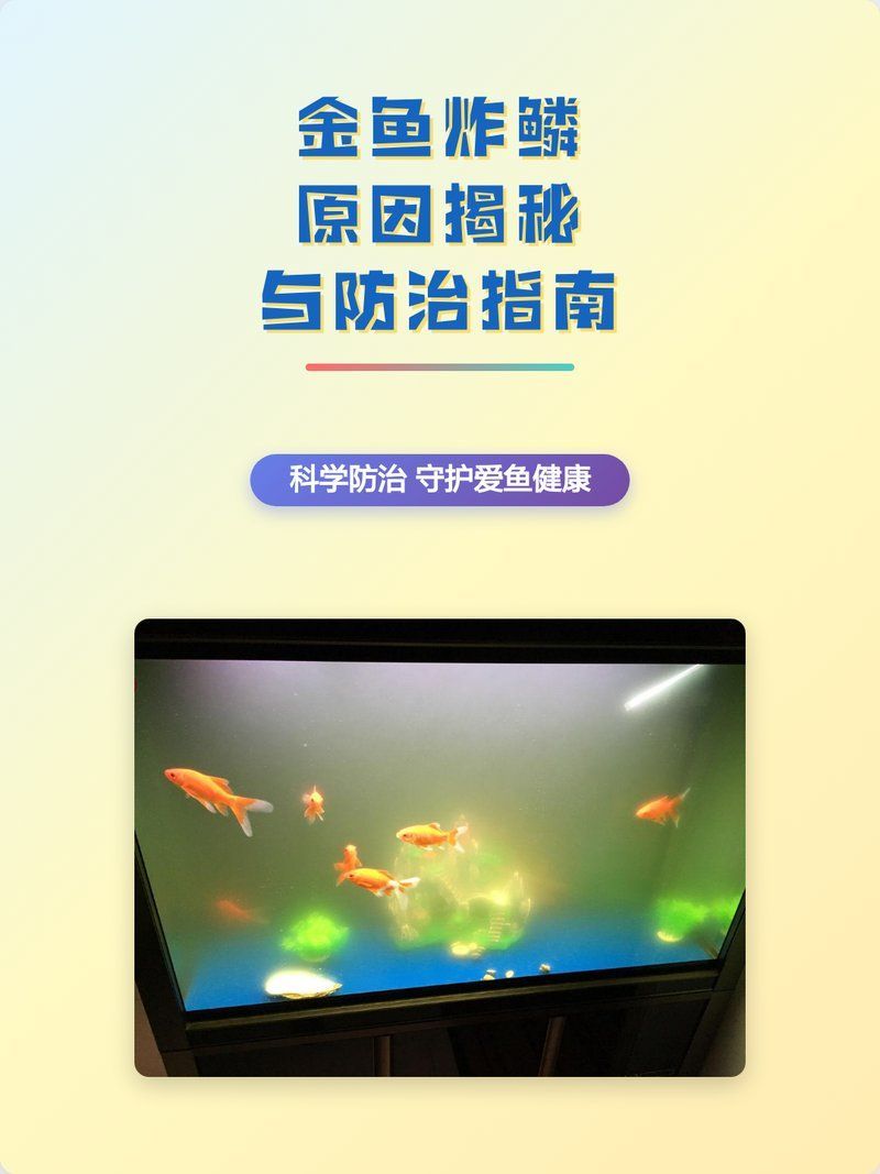 如何早期發現金魚炸鱗，如何快速發現金魚炸鱗？ 如何早期發現金魚炸鱗，如何快速發現金魚炸鱗？ 龍魚百科 第2張
