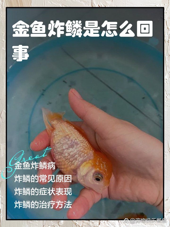 如何早期發現金魚炸鱗，如何快速發現金魚炸鱗？ 如何早期發現金魚炸鱗，如何快速發現金魚炸鱗？ 龍魚百科 第1張