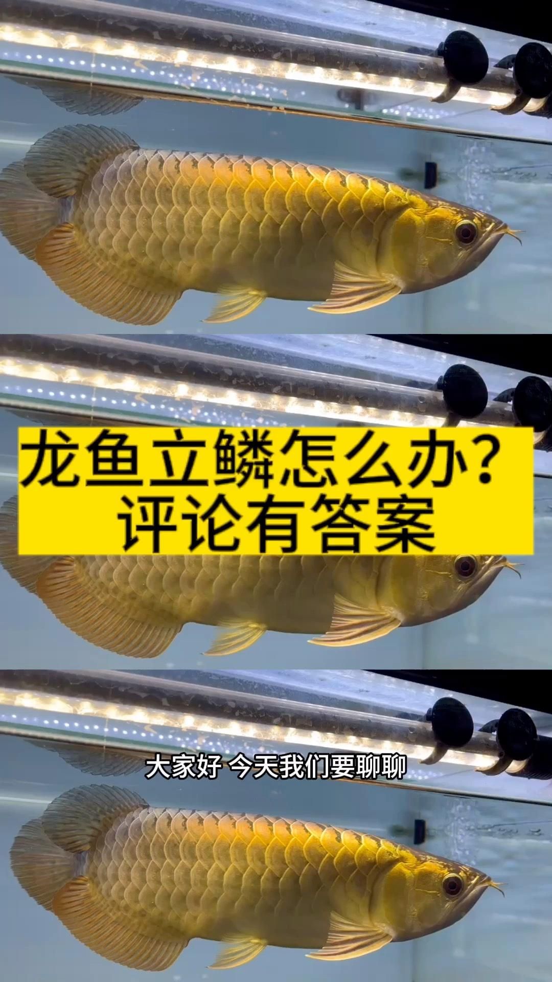 龍魚常見疾病有哪些癥狀？，龍魚常見疾病