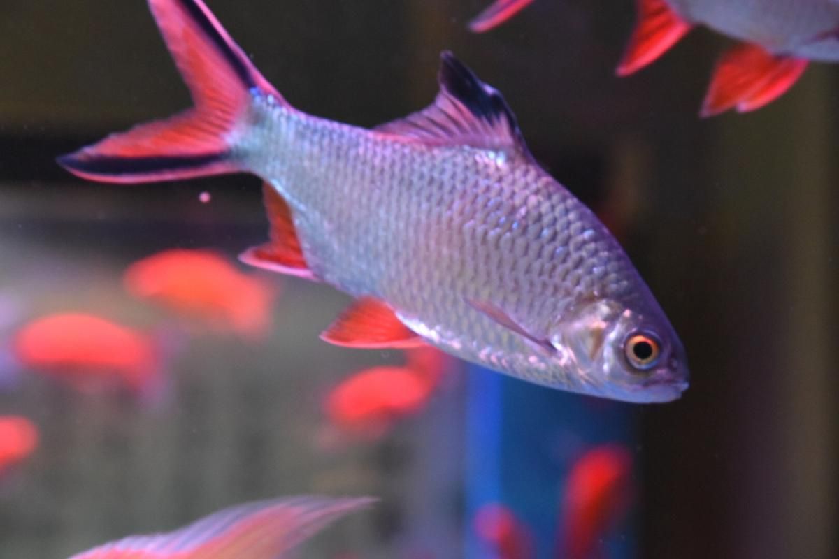如何辨別泰國雪鯽魚的品質？，如何辨別泰國雪鯽魚品質 如何辨別泰國雪鯽魚的品質？，如何辨別泰國雪鯽魚品質 龍魚百科 第6張