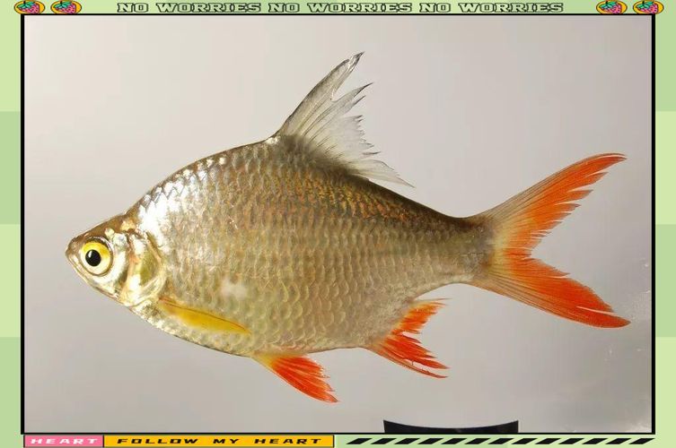 如何辨別泰國雪鯽魚的品質？，如何辨別泰國雪鯽魚品質 如何辨別泰國雪鯽魚的品質？，如何辨別泰國雪鯽魚品質 龍魚百科 第5張