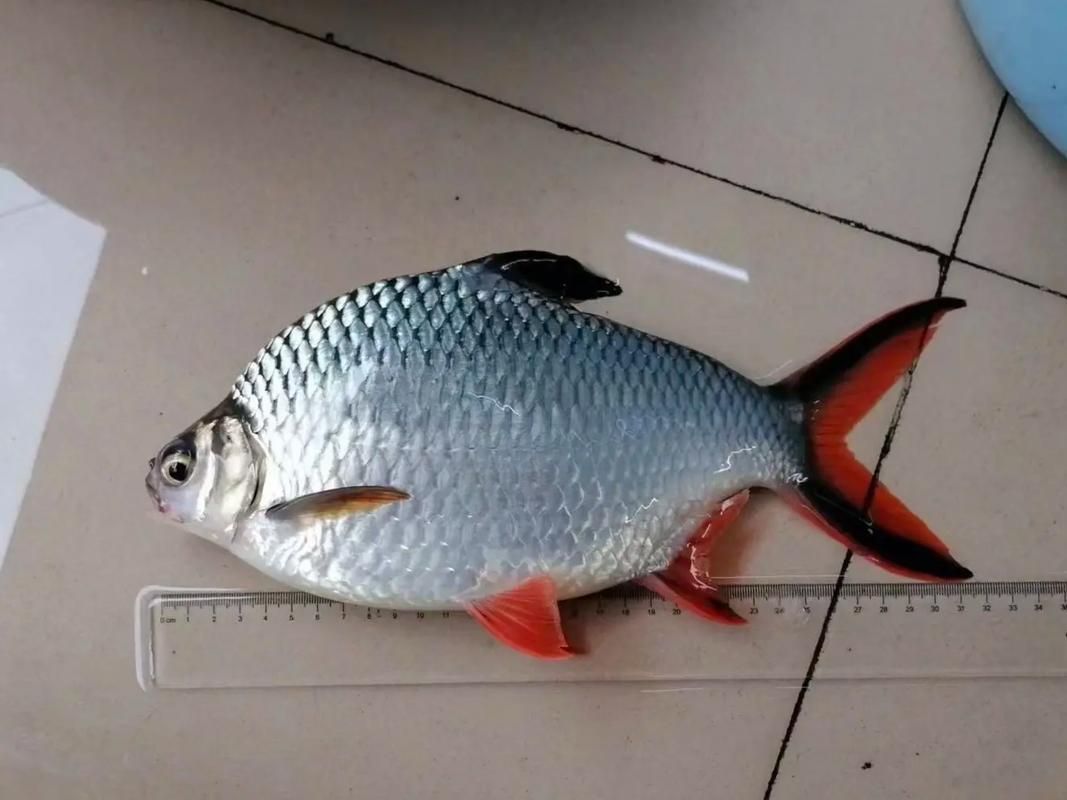 如何辨別泰國雪鯽魚的品質？，如何辨別泰國雪鯽魚品質