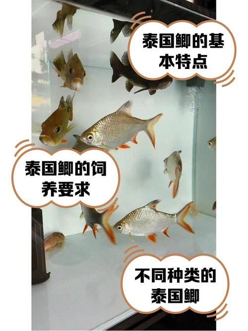如何辨別泰國雪鯽魚的品質？，如何辨別泰國雪鯽魚品質 如何辨別泰國雪鯽魚的品質？，如何辨別泰國雪鯽魚品質 龍魚百科 第3張