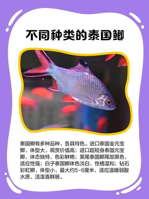 如何辨別泰國雪鯽魚的品質？，如何辨別泰國雪鯽魚品質 如何辨別泰國雪鯽魚的品質？，如何辨別泰國雪鯽魚品質 龍魚百科 第4張