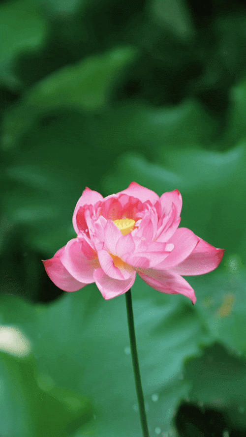 有沒有高清的風(fēng)景動(dòng)態(tài)壁紙，數(shù)字化時(shí)代，高清風(fēng)景動(dòng)態(tài)壁紙成為追求視覺享受和個(gè)性化手機(jī)界面的熱門選擇