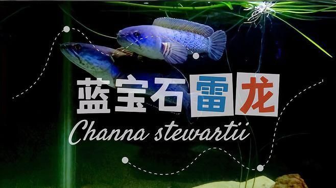 如何給鬼王雷龍做體檢，《山海經》鬼王雷龍體檢方法詳解：健康的鬼王雷龍體表應無明顯損傷或異常