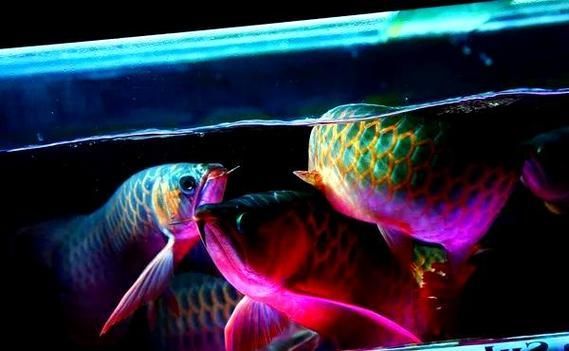 紅龍魚燈光效果圖片 紅龍魚燈光效果圖片 龍魚百科 第10張