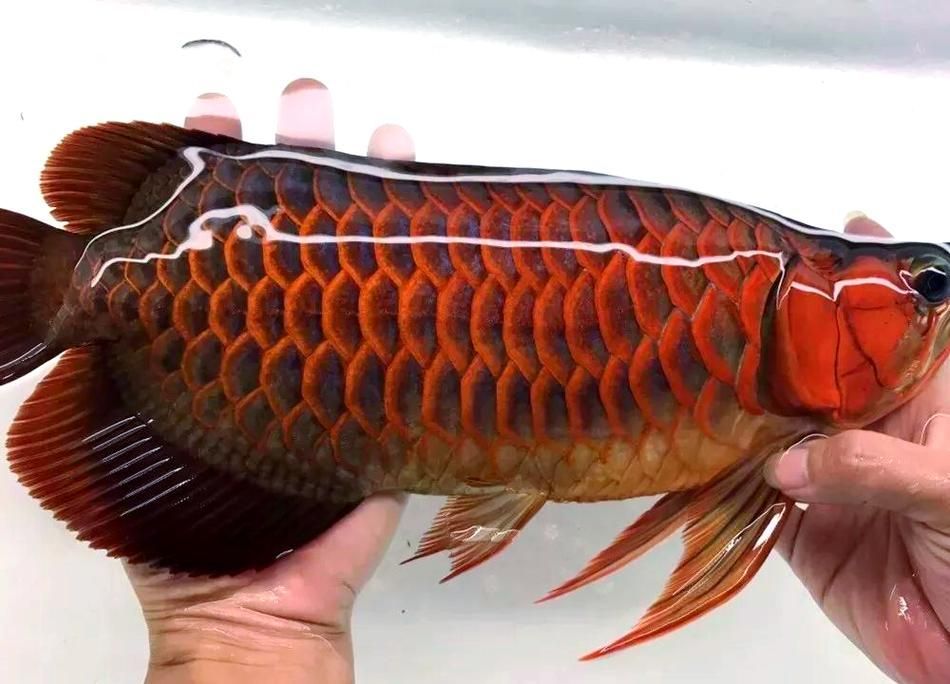 紅龍魚燈光效果圖片 紅龍魚燈光效果圖片 龍魚百科 第8張