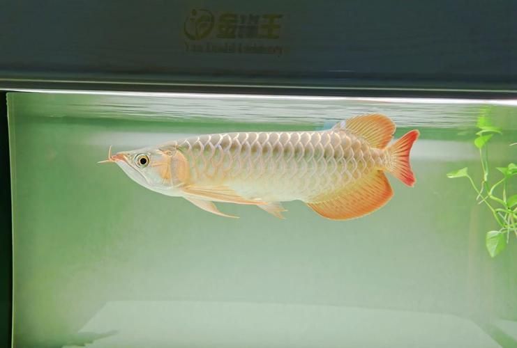 紅龍魚燈光效果圖片 紅龍魚燈光效果圖片 龍魚百科 第13張