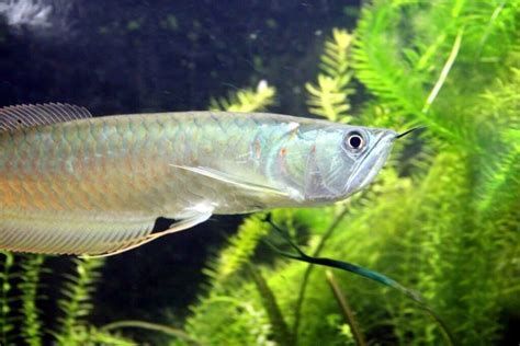 臨沂龍魚養殖基地的龍魚品種有哪些，臨沂龍魚養殖基地 臨沂龍魚養殖基地的龍魚品種有哪些，臨沂龍魚養殖基地 龍魚百科 第5張
