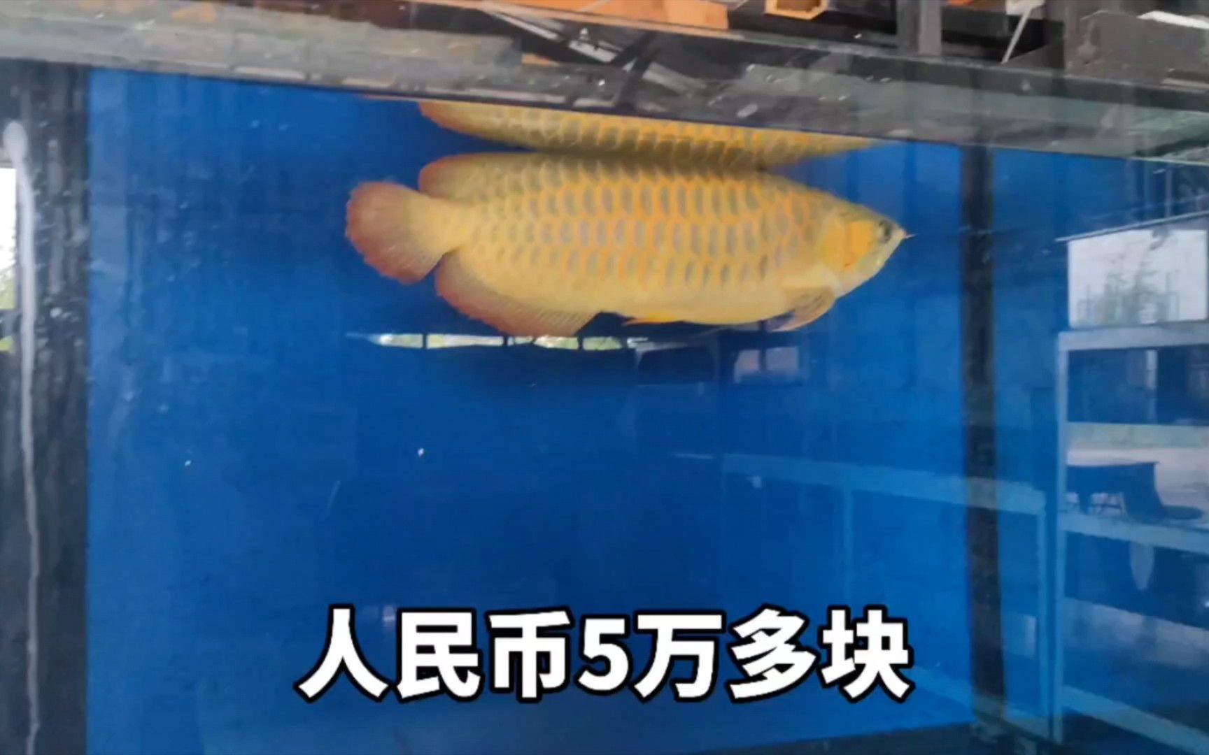 臨沂龍魚養殖基地的龍魚品種有哪些，臨沂龍魚養殖基地 臨沂龍魚養殖基地的龍魚品種有哪些，臨沂龍魚養殖基地 龍魚百科 第1張
